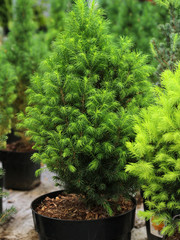 christmas tree in a pot. young pine grown in a large pot in a flower shop. Fir tree in a pot on the window. young light green needles of conifers grew on dark branches. home plant for new year