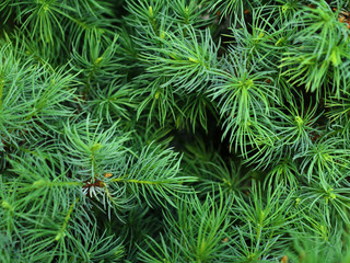 green tips of spruce branches background. young shoots of coniferous plants grown on a dark trunk. Little pine tree grew in a flower shop. selective focus, merry christmas and happy new year concept