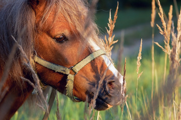 Portrait of an young beautiful pony colt grazing on the meadow in the rays of the setting sun