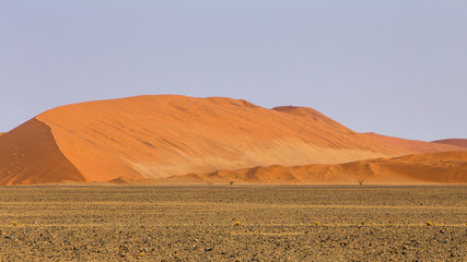 Fototapeta na wymiar Dune 45 on the way to Deadvlei and Sossusvlei at the end of the day, Namibia