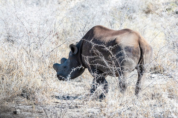 A black Rhinoceros - Diceros bicornis- eating scrubs on the plains of etosha national park, Namibia.