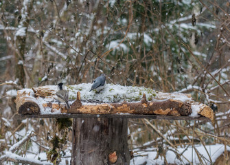 Birds on a feeding trough