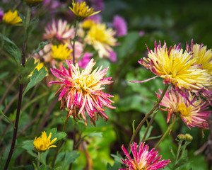 bush of pink chrysanthemums with a yellow center against the backdrop of foliage in the garden