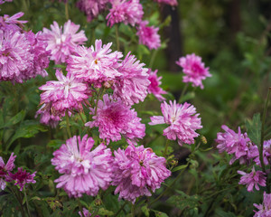 Pink chrysanthemum Bush on a background of foliage in the garden