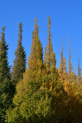 青空を背景にして、黄葉し始めたイチョウの樹の並木の梢をローアングルで撮影した写真