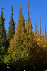 青空を背景にして、黄葉し始めたイチョウの樹の並木の梢をローアングルで撮影した写真