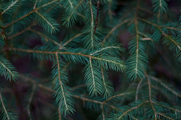 Fir tree brunch close up. Chtistmas tree.