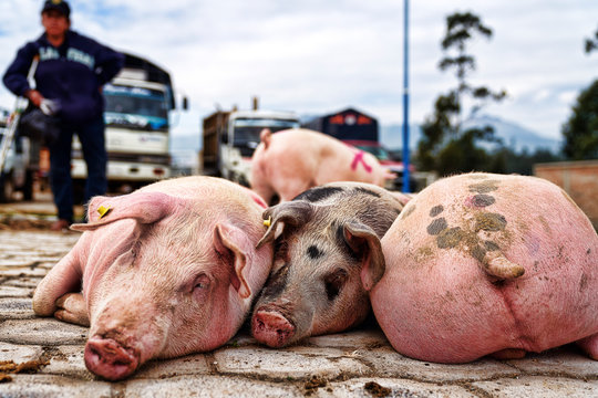 Mercato, Ecuador