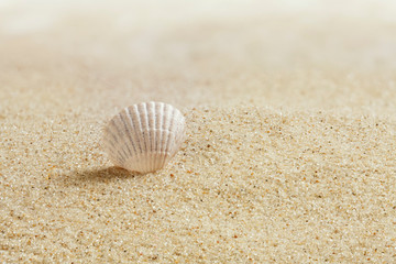 Shell in the sand. Sandy beach. Macro photo. Summer, early morning.