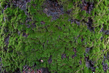 Bark of an old tree covered with moss