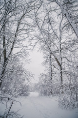 trees in a fairy tale park covered with white creaking fluffy snow cold frosty winter all around fabulous white