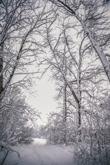 trees in a fairy tale park covered with white creaking fluffy snow cold frosty winter all around fabulous white