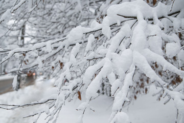 branch of birch with green buds covered with white and fluffy snow in winter