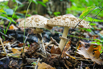 mushroom in forest