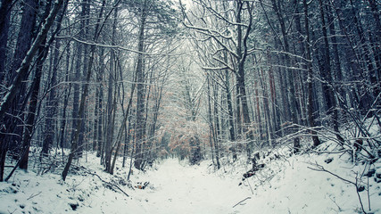 beautiful snow covered forest
