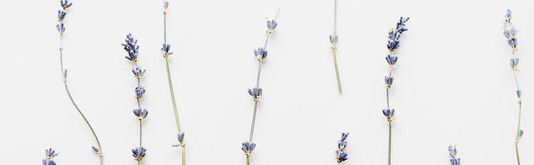 panoramic shot of dry lavender twigs with flowers isolated on white