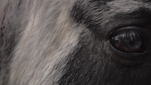 A horse looks into a camera, close up