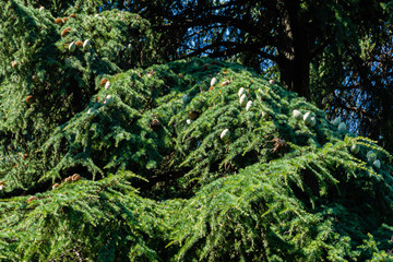 Obraz premium Cedrus Atlantica Glauca or Blue Atlas Cedar. Large green fresh cones on branches cedar Atlas. Selective focus. Landscape Park Paradise in Crimea. Sanatorium Aivazovsky. Alushta, Russia, September.