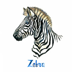Fototapeta na wymiar Zebra portrait, handpainted watercolor illustration isolated on white, element for design