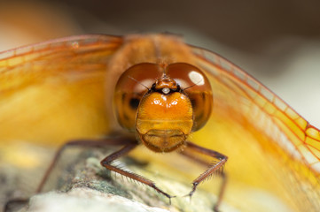 キトンボ　アップ正面 © 雄一 松崎