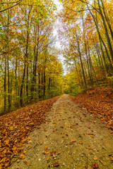 Autumn forest scenery with road of fall leaves & warm light illumining the gold foliage.