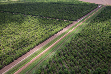 Oblique aerial view of sandalwood plantation in the Ord River Irrigation scheme at Kununurra in the...