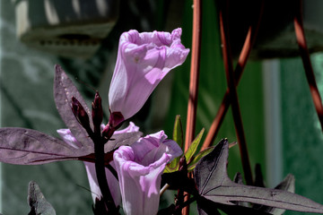 Purple flowers