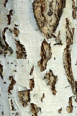 Black-white striped and cracked natural texture of russian birch bark