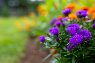 Obraz premium Asters and autumn flowers in the garden.
