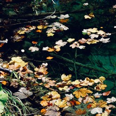 Portrait d'automne aux lacs croates