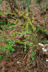 苔に覆われた枯木