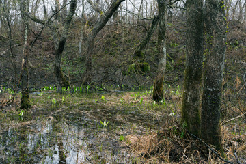 中瀬沼周辺に咲く水芭蕉