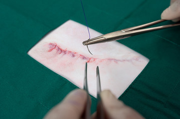Small surgical incision of the dog