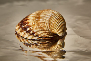 shell sea studio closeup pattern conch