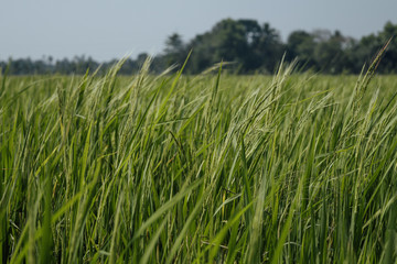 Green grass with spikelets at the rice field in Kerala, India with forest at background