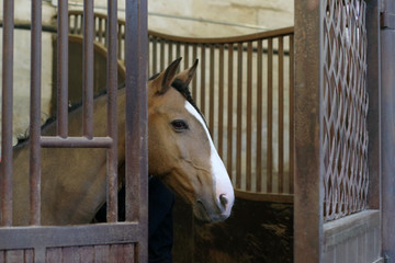 Portrait d'un cheval isabelle au box - 1
