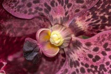 Closeup of  Brown spotted Phalaenopsis Orchid Nobile Orchid, macro photography