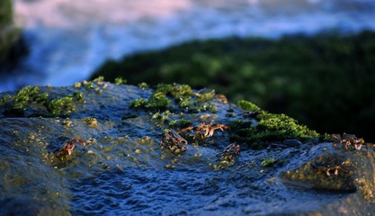 moss on rocks