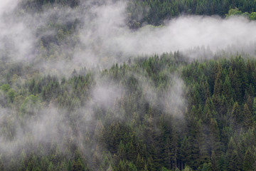 Nadelwald im Nebel, Tannenbäume