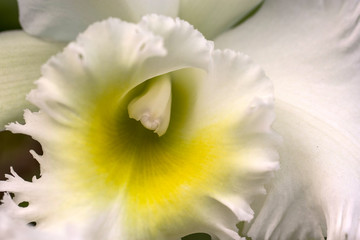 Closeup of  White Phalaenopsis Orchid Nobile Orchid, macro photography