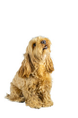 cockapoo are mixed breedding dog between american cocker and poodle