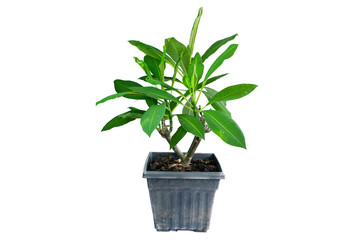 Frangipani or Plumeria in black pot. small seedling  Templetree or Leelawadee in Thailand