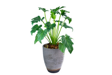 Obraz premium Philodendron (Philodendron xanadu Croat, Mayo & J.Boos) in modern vase. isolated on white background