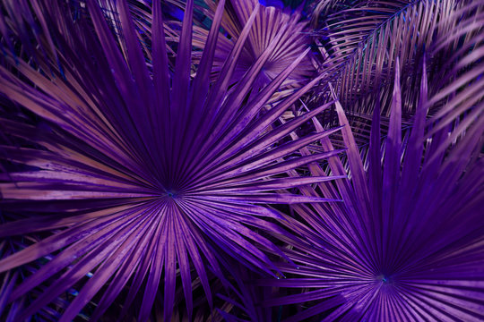 Tropical Purple Palm Leaves In Exotic Endless Summer Country