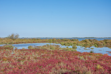 camargues