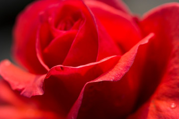 Red Rose with Red petals. 