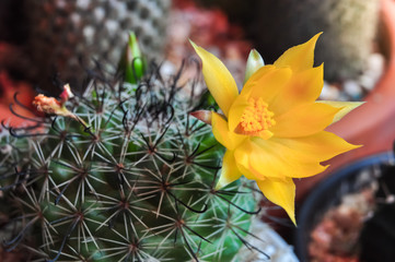 cactus flower in the garden