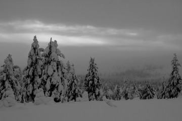 black and whit landscape with trees and snow in winter