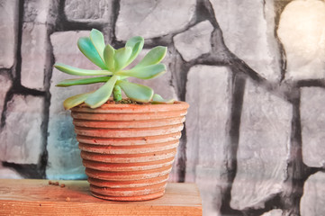 cactus succulant in ceramic pot on old brick wallpaper background