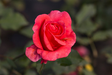 Pink Rose. 